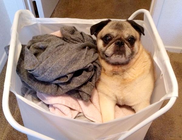 /images/uploads/pug nation rescue of los angeles/pugnation2020/entries/11091thumb.jpg